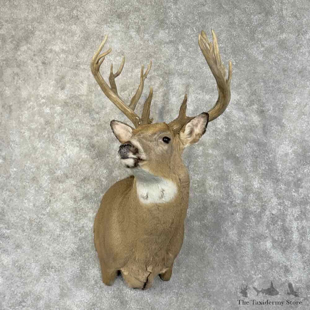 Whitetail Deer Shoulder Mount For Sale #31496 @ The Taxidermy Store