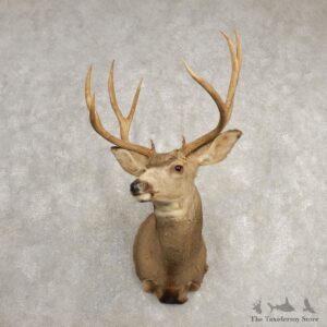 Mule Deer Shoulder Mount For Sale #20468 @ The Taxidermy Store