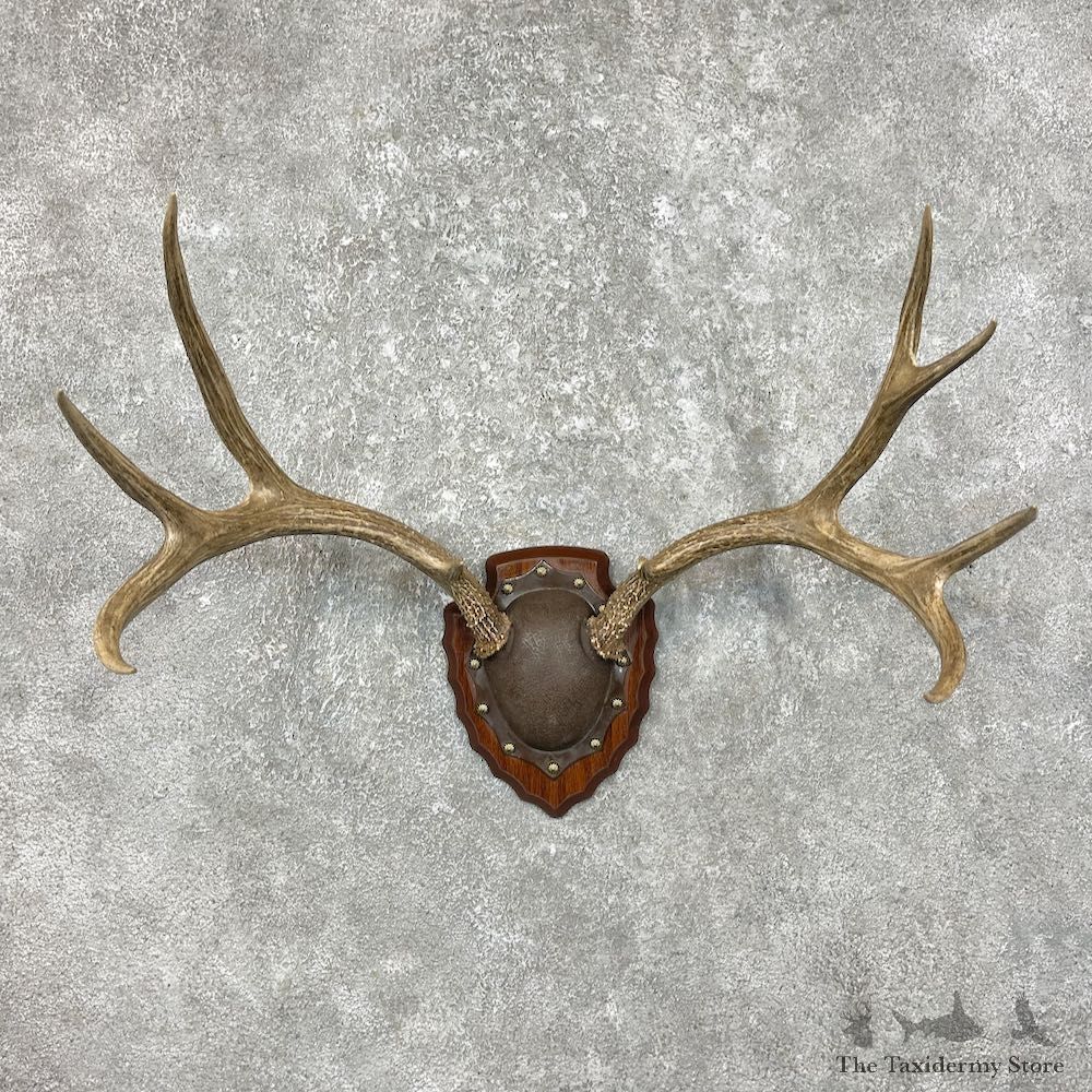 Mule Deer Taxidermy Antler Plaque #25331 For Sale @ The Taxidermy Store