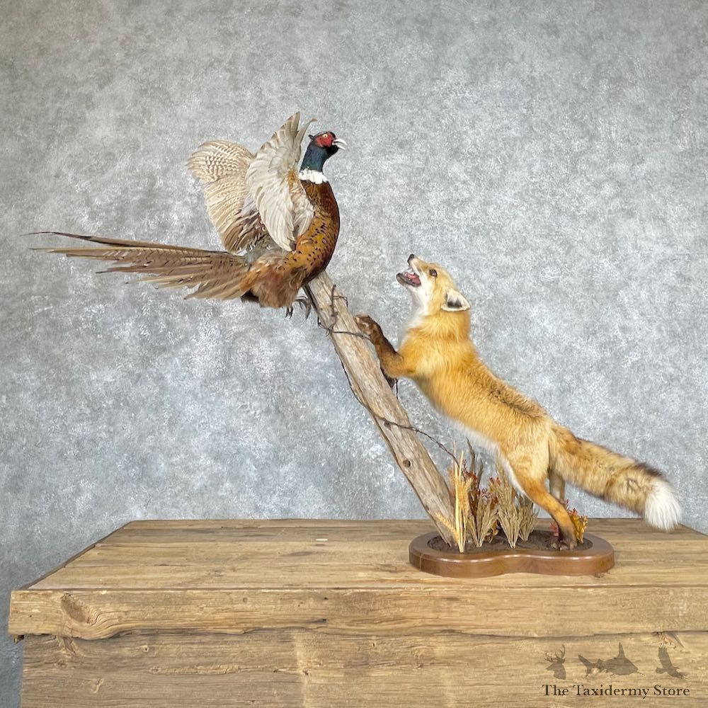 Red Fox With Pheasant Life-Size Mount For Sale #26885 @ The Taxidermy Store
