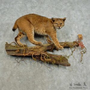 Bobcat Life-Size Mount For Sale #16600 @ The Taxidermy Store