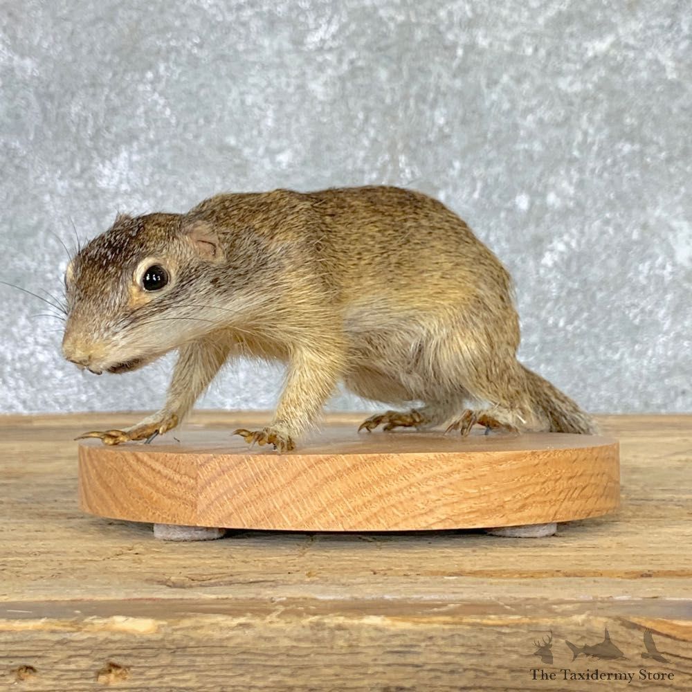 Richardson's Ground Squirrel Mount For Sale #22939 @ The Taxidermy Store