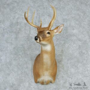 Whitetail Deer Shoulder Taxidermy Head Mount #12744 For Sale @ The Taxidermy Store