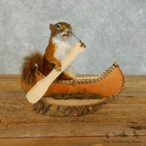 Canoe Red Squirrel Novelty Mount For Sale #18480 @ The Taxidermy Store