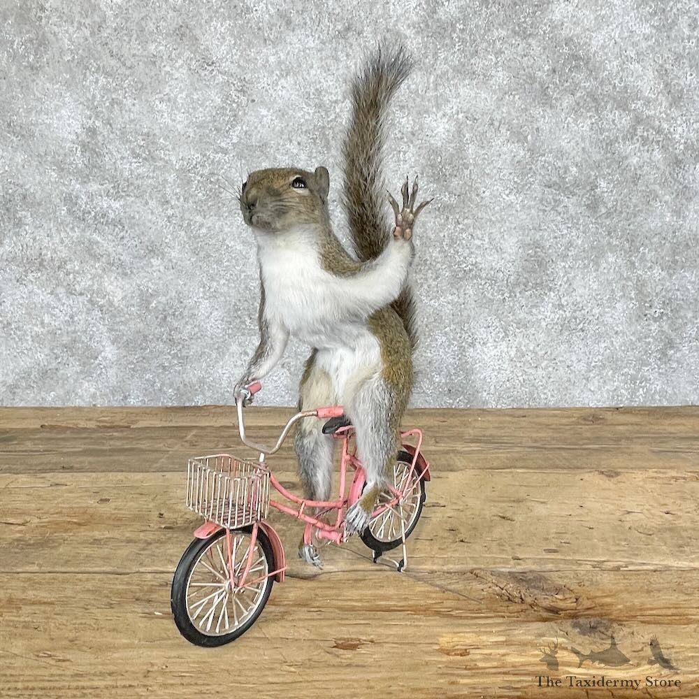 Novelty Grey Squirrel Mount For Sale #28652 @ The Taxidermy Store