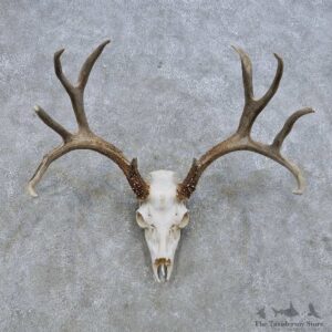 Mule Deer Skull European Mount For Sale #14649 @ The Taxidermy Store