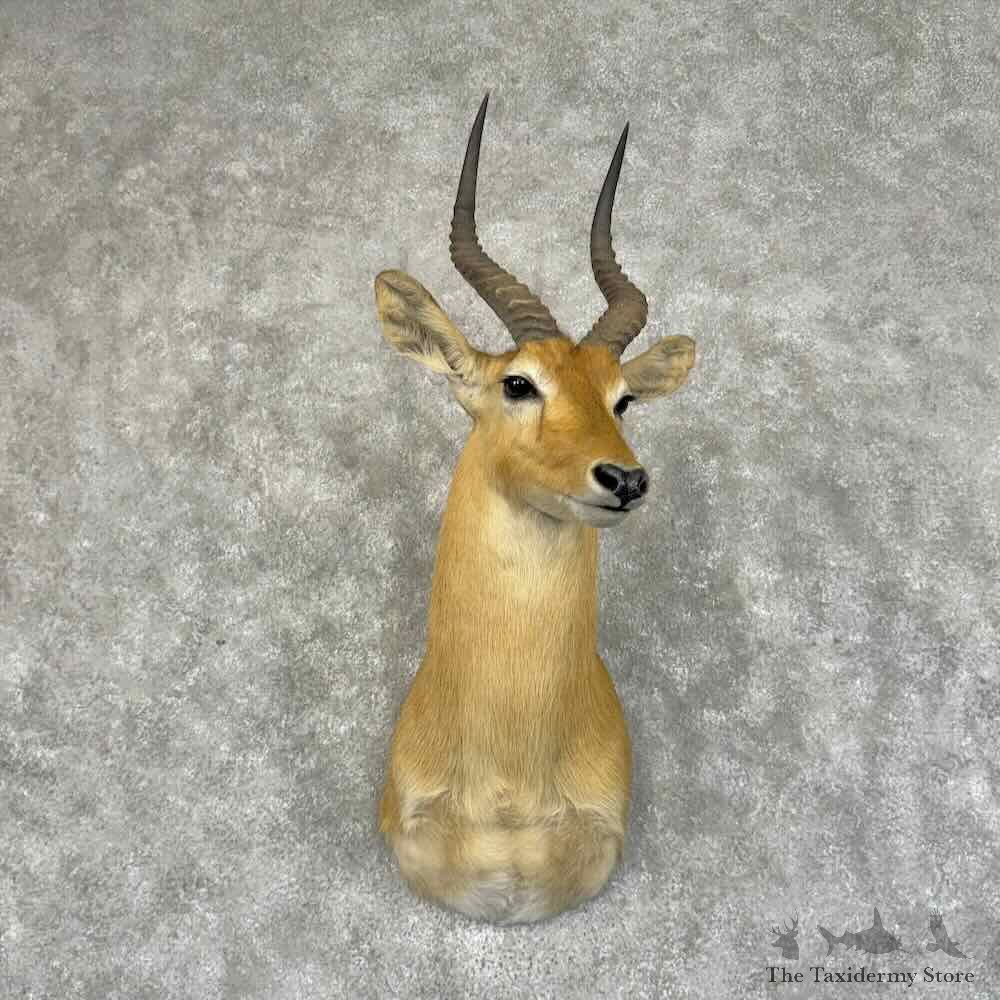 African Puku Shoulder Mount For Sale #31219 @ The Taxidermy Store