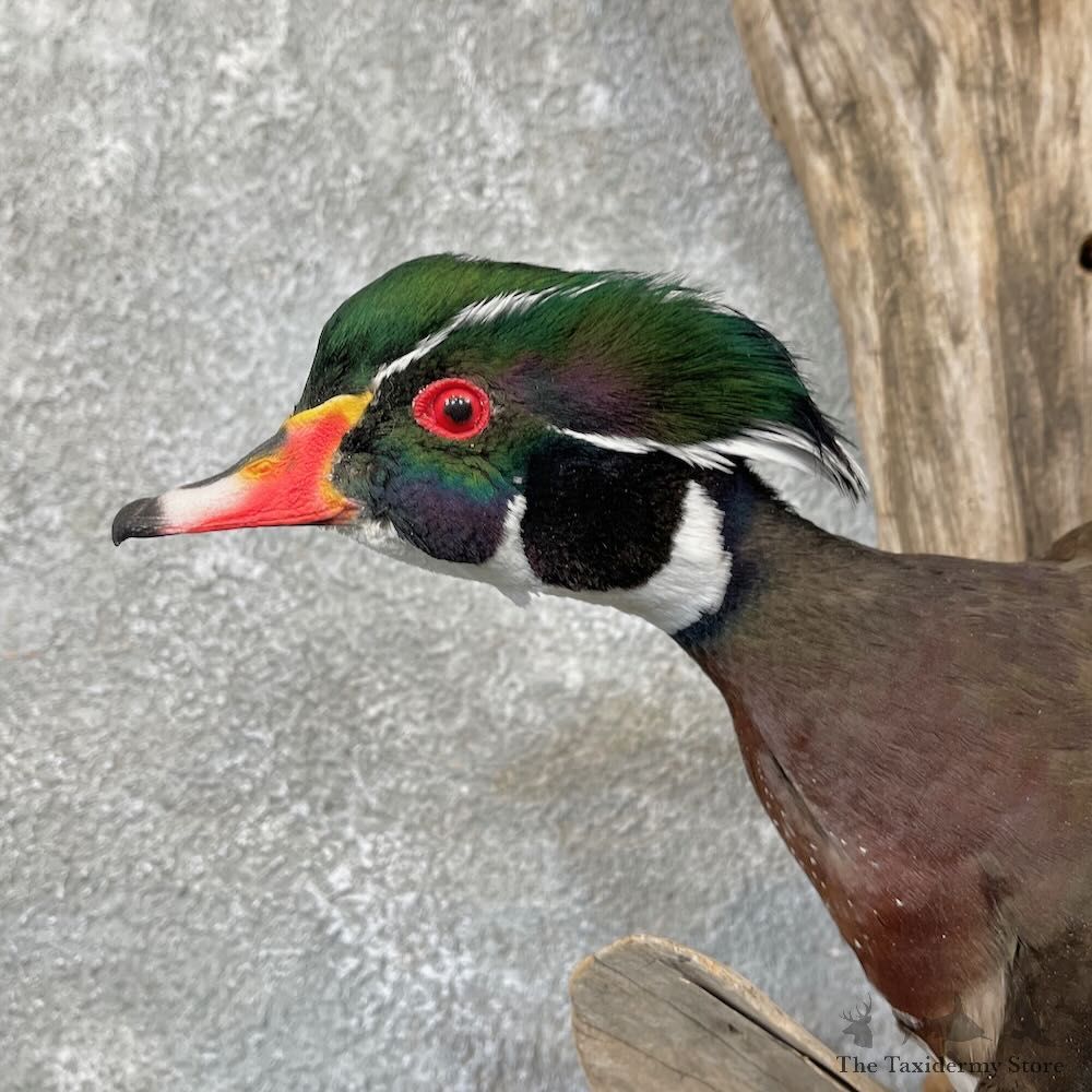 Wood Duck Scene Mount For Sale #27838 @ The Taxidermy Store
