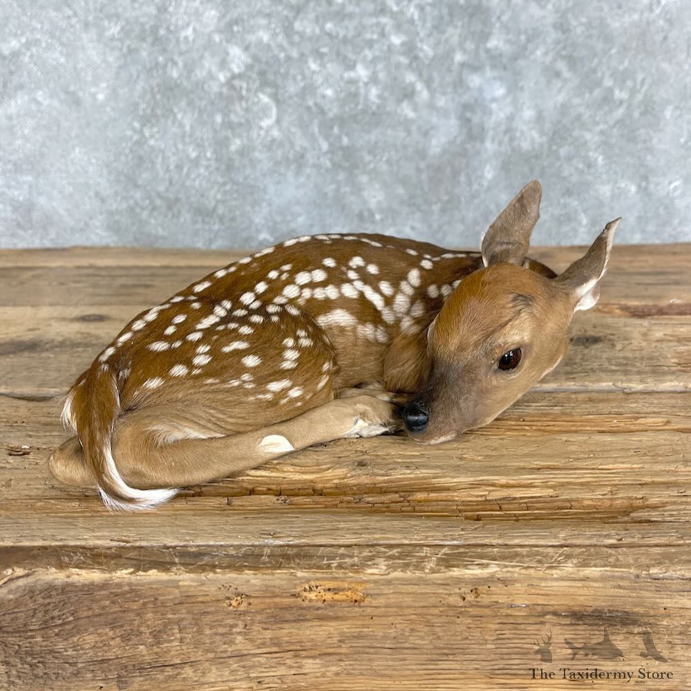 Whitetail Deer Fawn Life-Size Mount For Sale #27374 - The Taxidermy Store