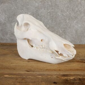 Wild Boar Full Skull Mount #20636 For Sale @ The Taxidermy Store