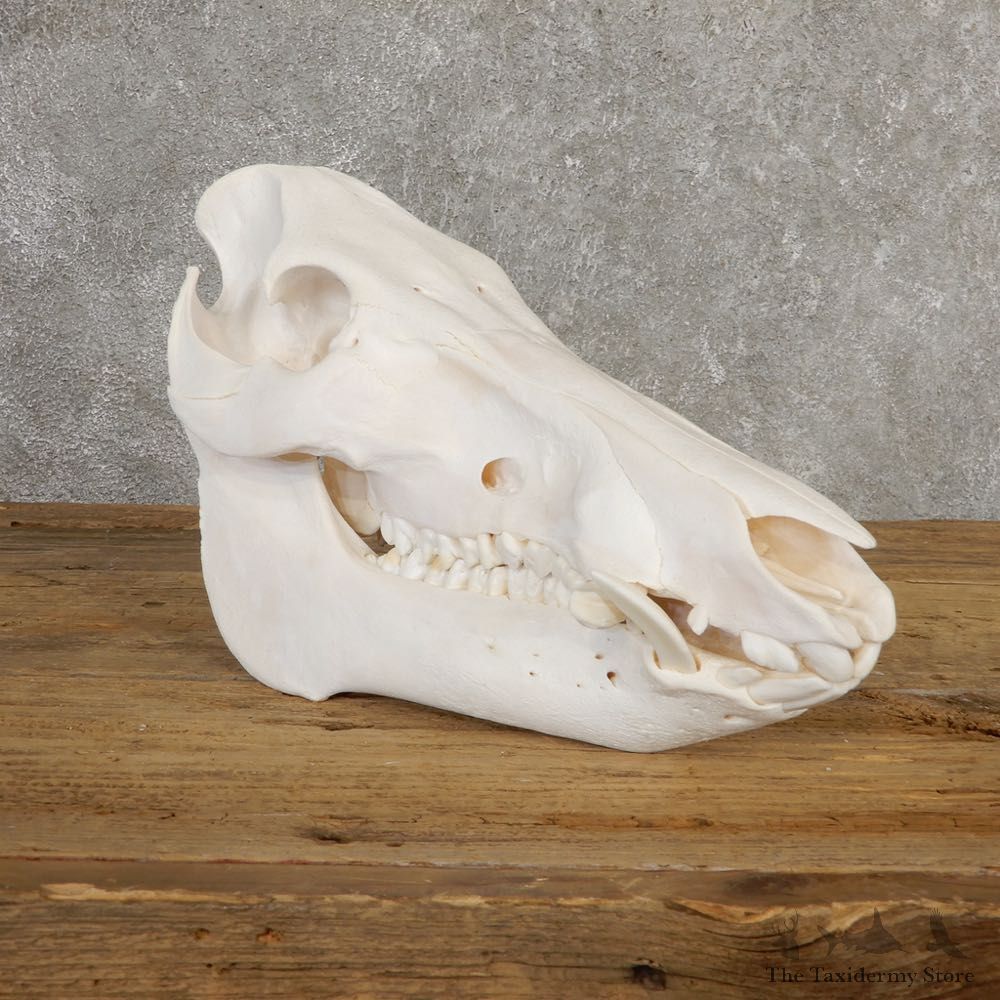Wild Boar Full Skull Mount #20636 For Sale @ The Taxidermy Store