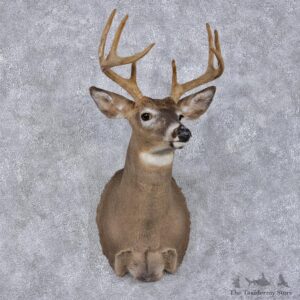 Whitetail Deer Shoulder Taxidermy Head Mount #12499 For Sale @ The Taxidermy Store