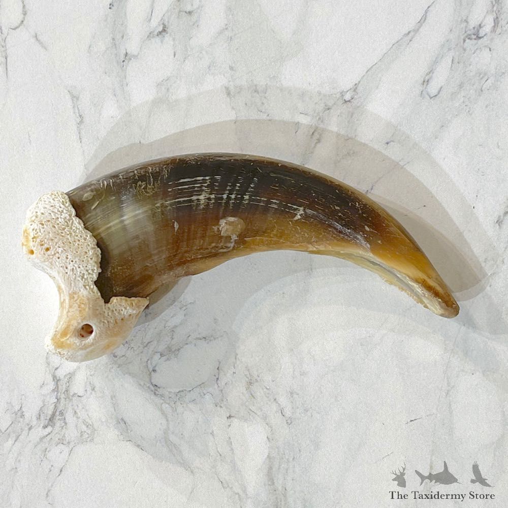 Grizzly Bear Claw For Sale #24895 - The Taxidermy Store