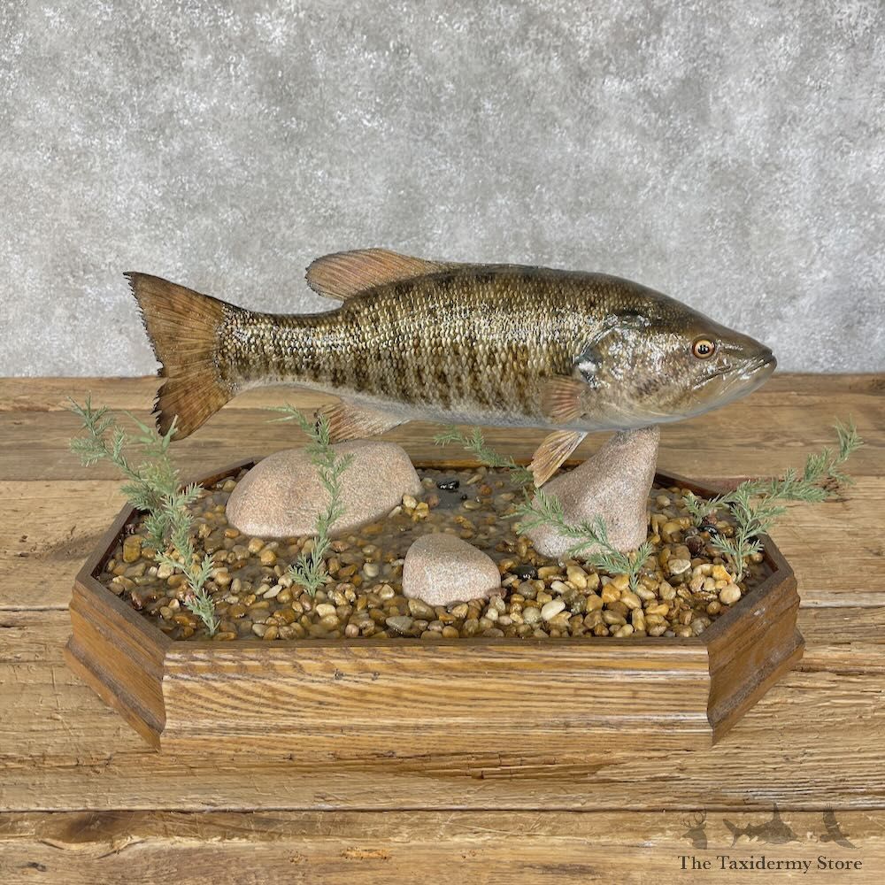 Smallmouth Bass Fish Mount For Sale #28323 @ The Taxidermy Store