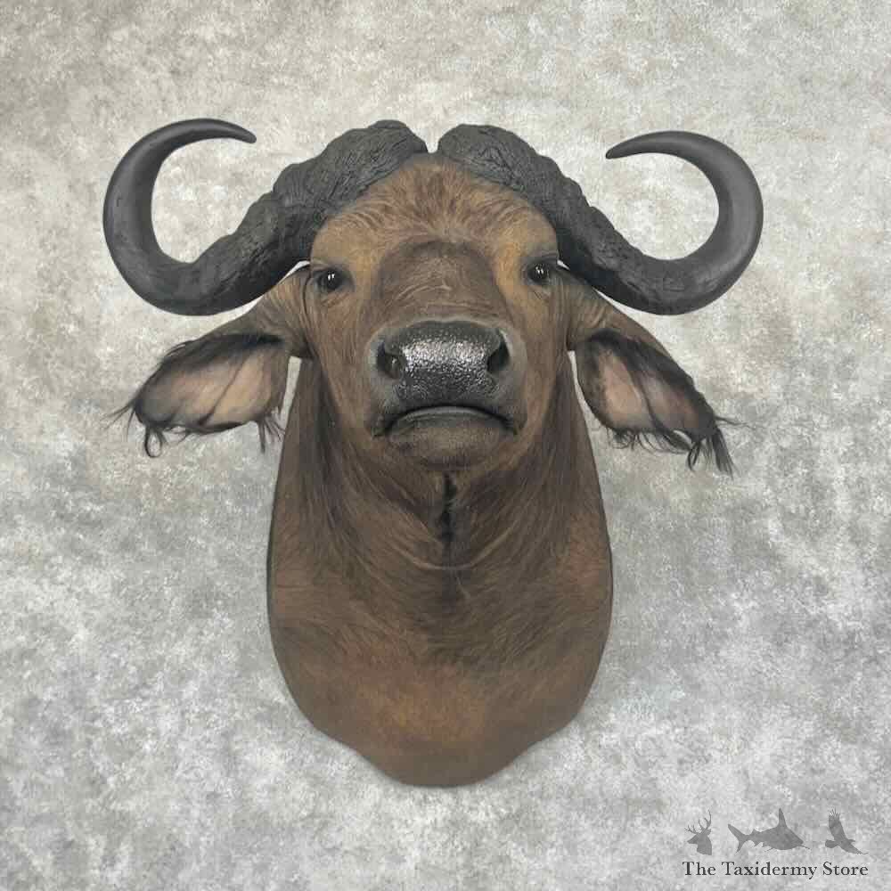 African Cape Buffalo Shoulder Mount For Sale #32163 @ The Taxidermy Store