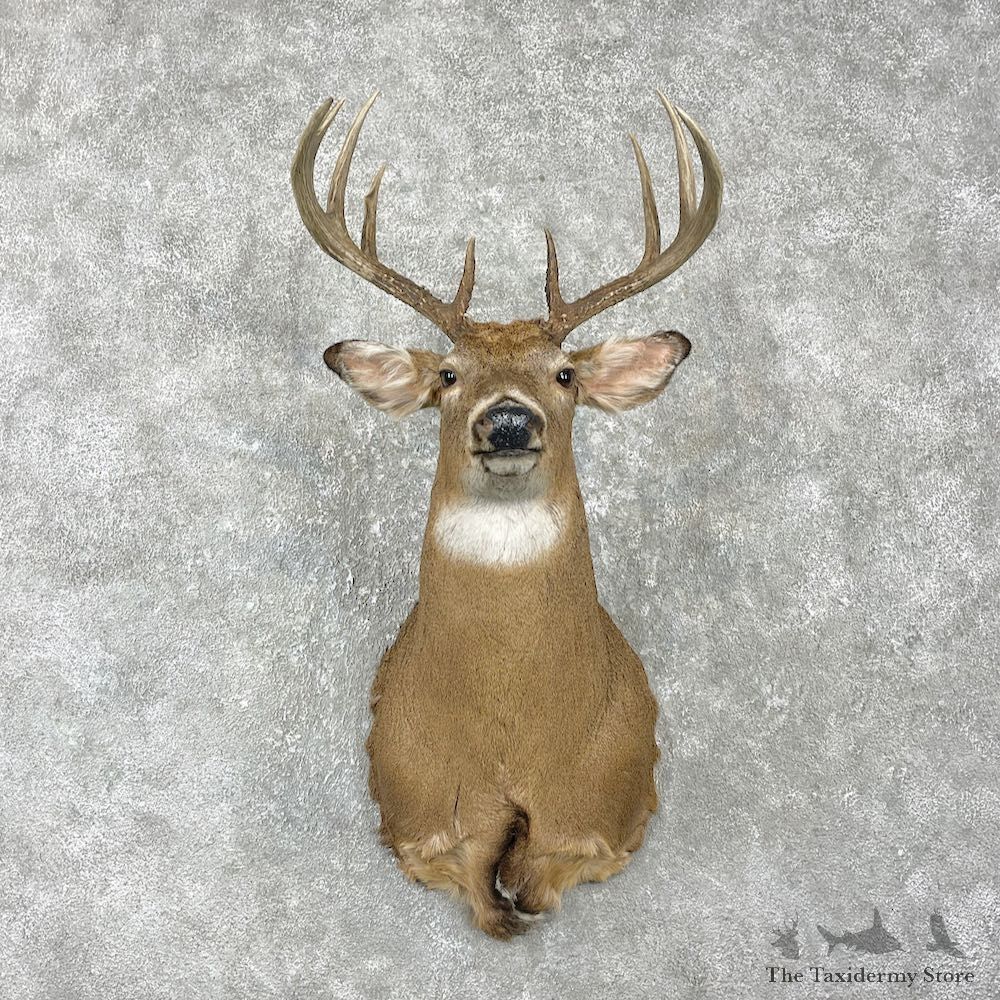 Whitetail Deer Shoulder Mount For Sale #25984 @ The Taxidermy Store