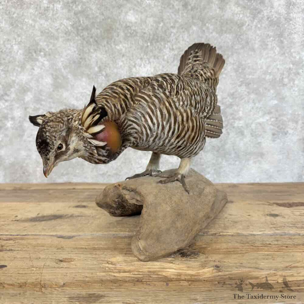 Greater Prairie Chicken Bird Mount For Sale #31424 @ The Taxidermy Store