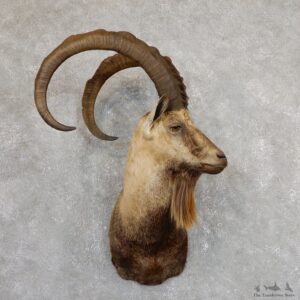 Hybrid Ibex Shoulder Mount For Sale #19631 - The Taxidermy Store