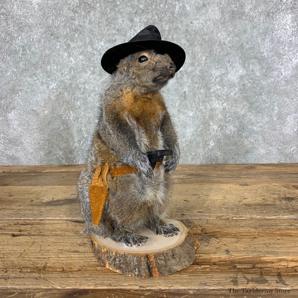 Cowboy Squirrel Novelty Mount For Sale #23045 @ The Taxidermy Store