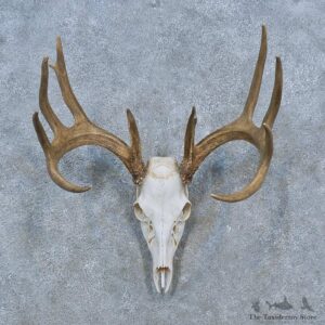 Whitetail Deer Skull Antler European Mount For Sale #15317 @ The Taxidermy Store