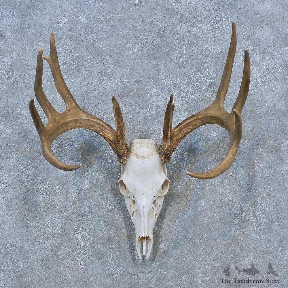 Whitetail Deer Skull Antler European Mount For Sale #15317 @ The Taxidermy Store