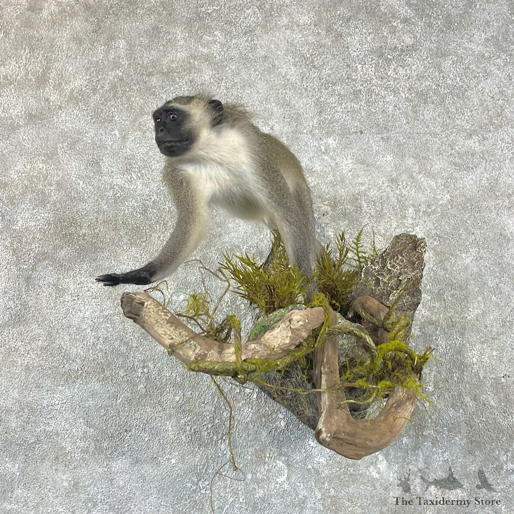 Vervet Monkey Life-Size Mount For Sale #26038 @ The Taxidermy Store