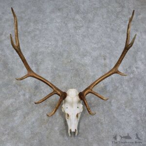 Elk Skull Antler European Mount For Sale #15727 @ The Taxidermy Store