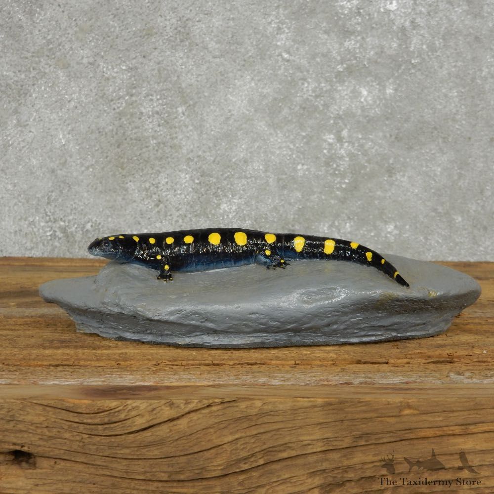 Salamander Replica Reproduction Mount For Sale #14165 @ The Taxidermy Store