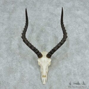 Impala Skull Horns European Mount #13729 For Sale @ The Taxidermy Store