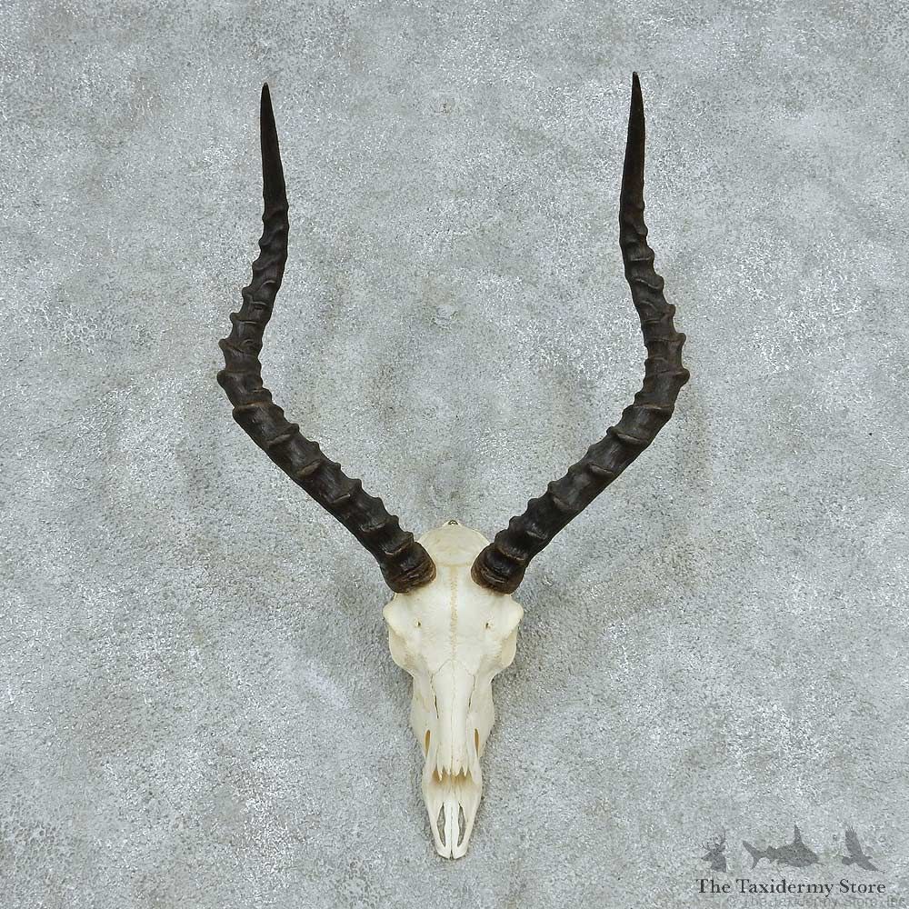 Impala Skull Horns European Mount #13729 For Sale @ The Taxidermy Store