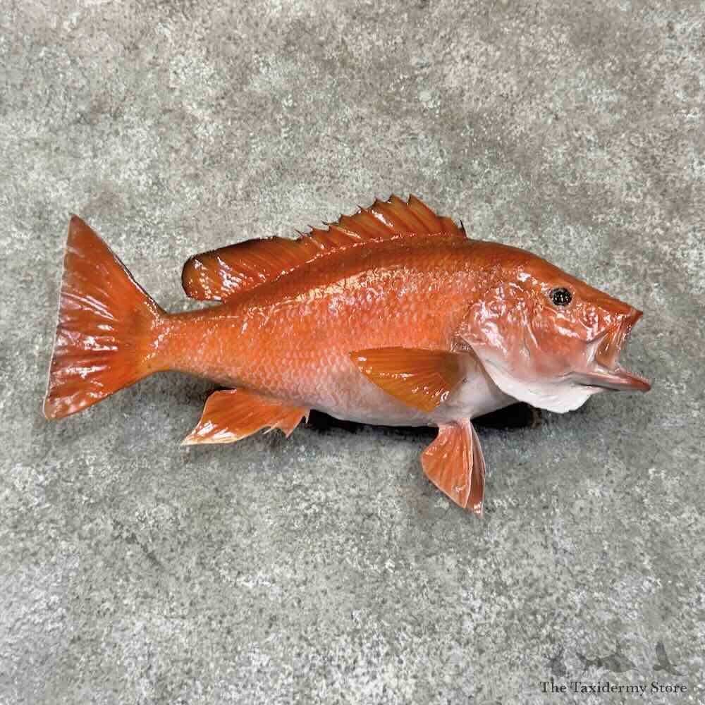 Red Snapper Fish Mount For Sale #30770 @ The Taxidermy Store