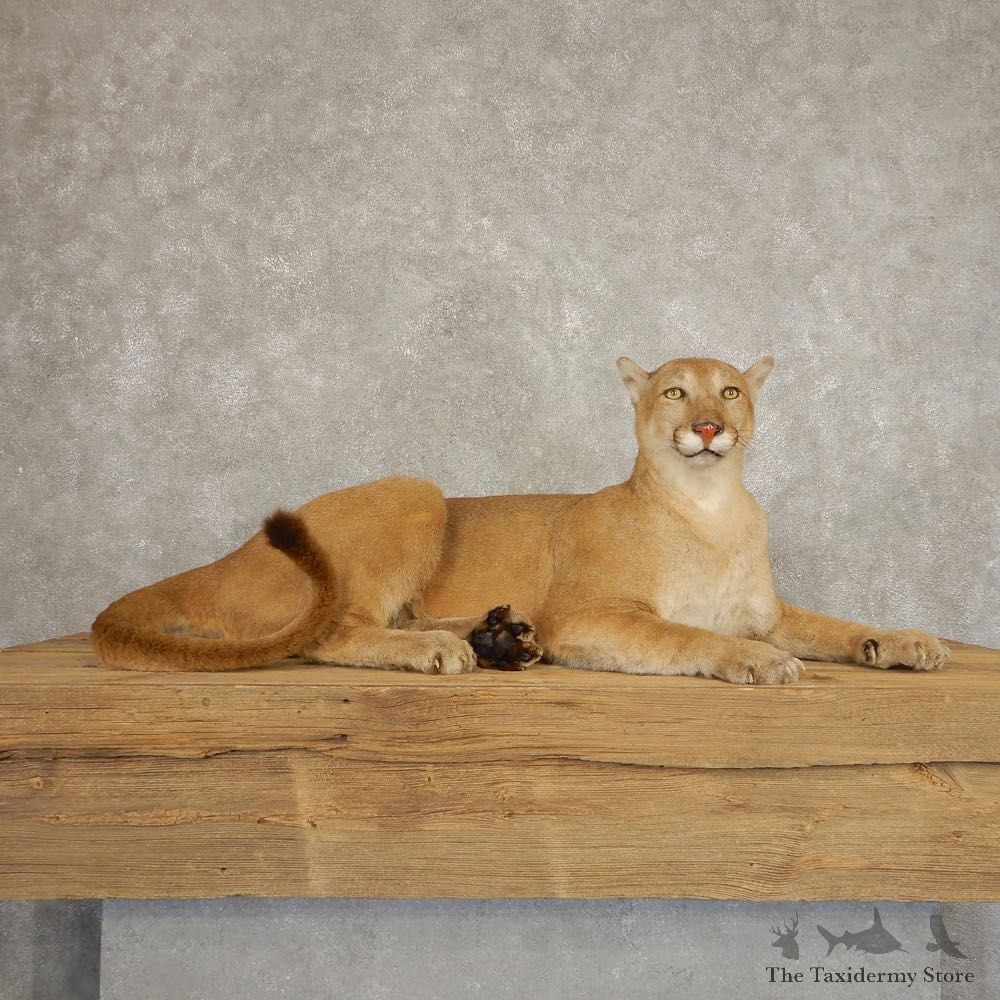 Mountain Lion Life Size Taxidermy Mount #21353 For Sale - The Taxidermy Store