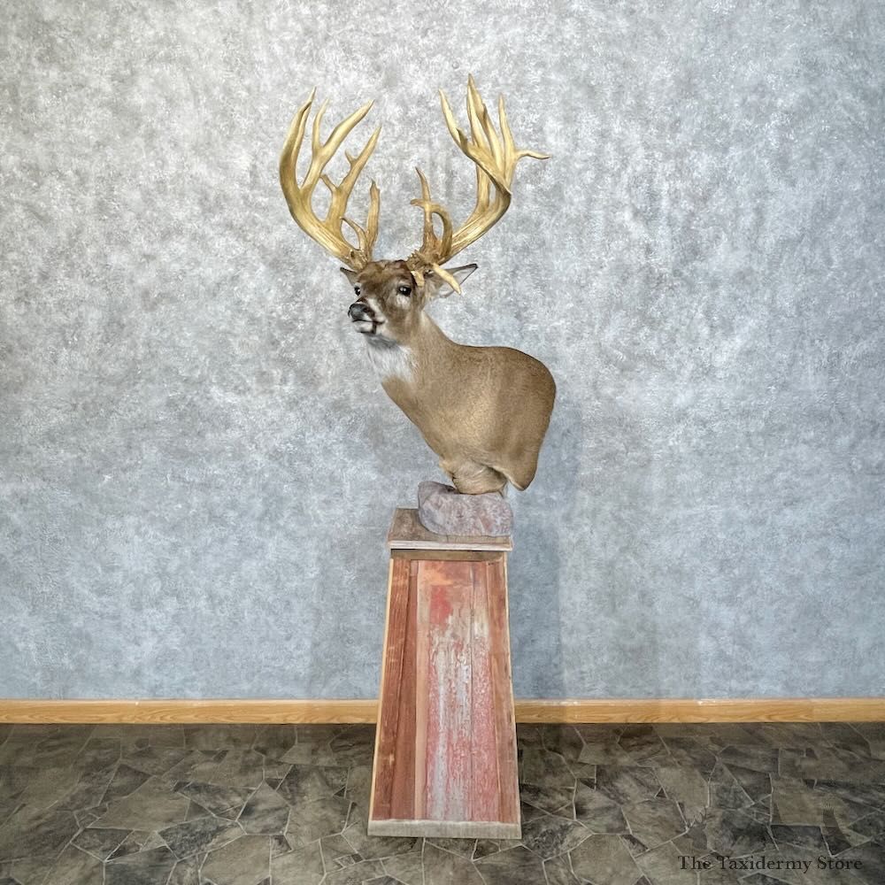 Whitetail Deer Floor Pedestal Mount For Sale #28478 @ The Taxidermy Store