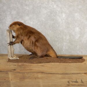 North American Beaver Mount For Sale #20685 @ The Taxidermy Store
