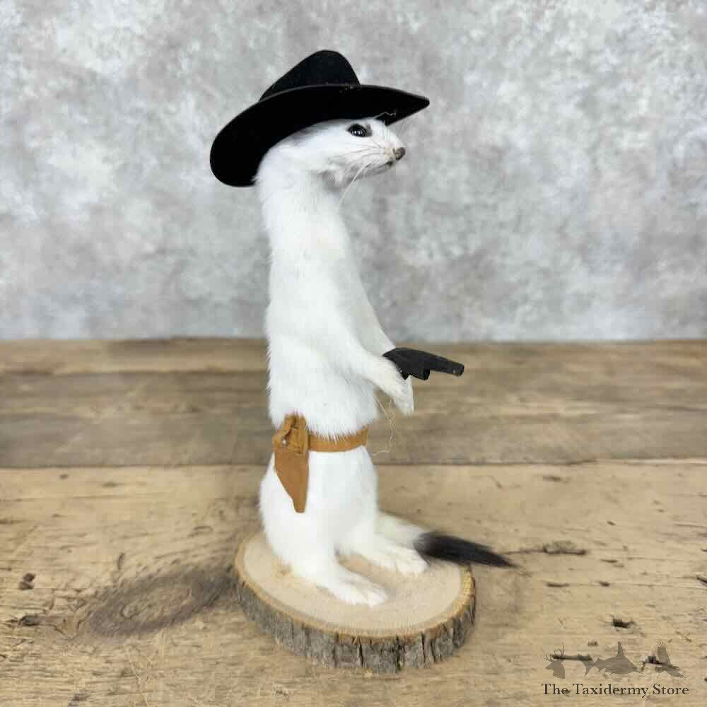 Cowboy Ermine Novelty Mount For Sale #30608 @ The Taxidermy Store