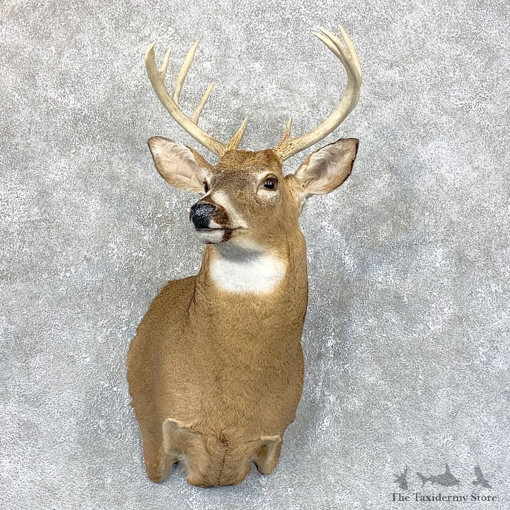 Whitetail Deer Shoulder Mount #23813 For Sale - The Taxidermy Store