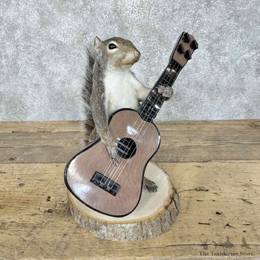Grey Squirrel Novelty Mount For Sale #30604 @ The Taxidermy Store