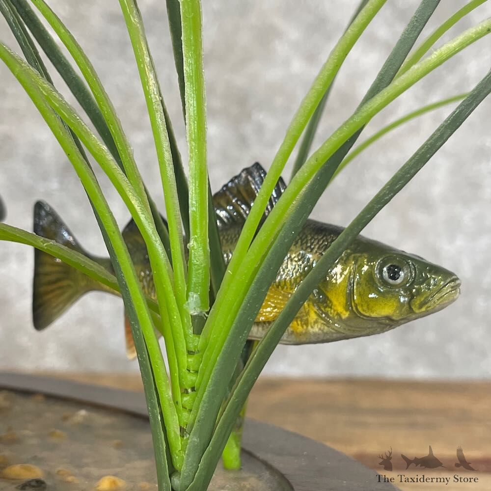 Walleye Fish Mount For Sale #28413 @ The Taxidermy Store
