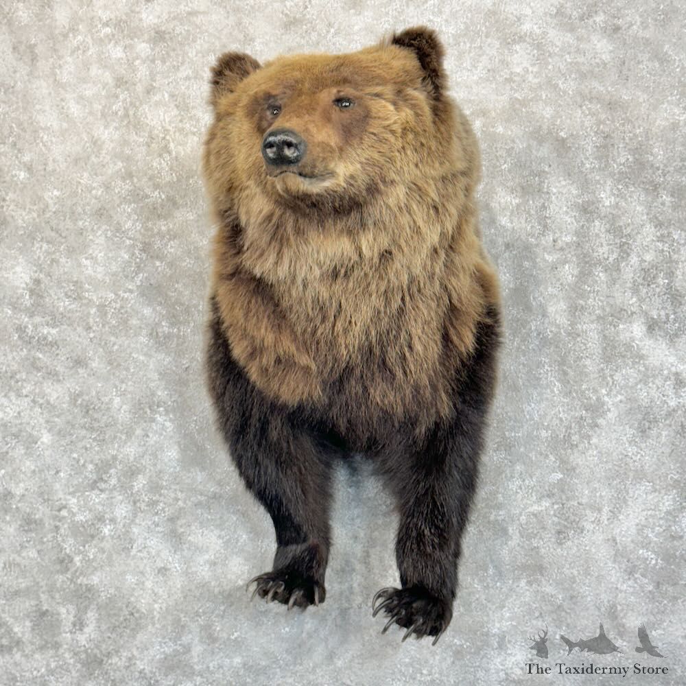 Grizzly Bear Half Life-Size Mount For Sale #28849 @ The Taxidermy Store