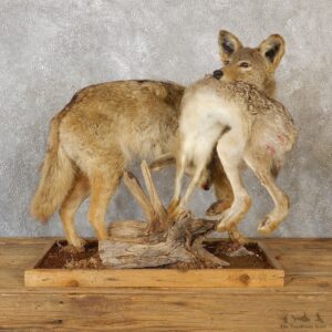 Coyote With Rabbit Life-Size Mount For Sale #19278 @ The Taxidermy Store