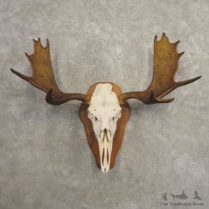Moose Skull European Mount For Sale #20489 @ The Taxidermy Store