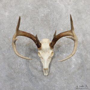 Whitetail Deer Skull European Mount For Sale #19660 @ The Taxidermy Store
