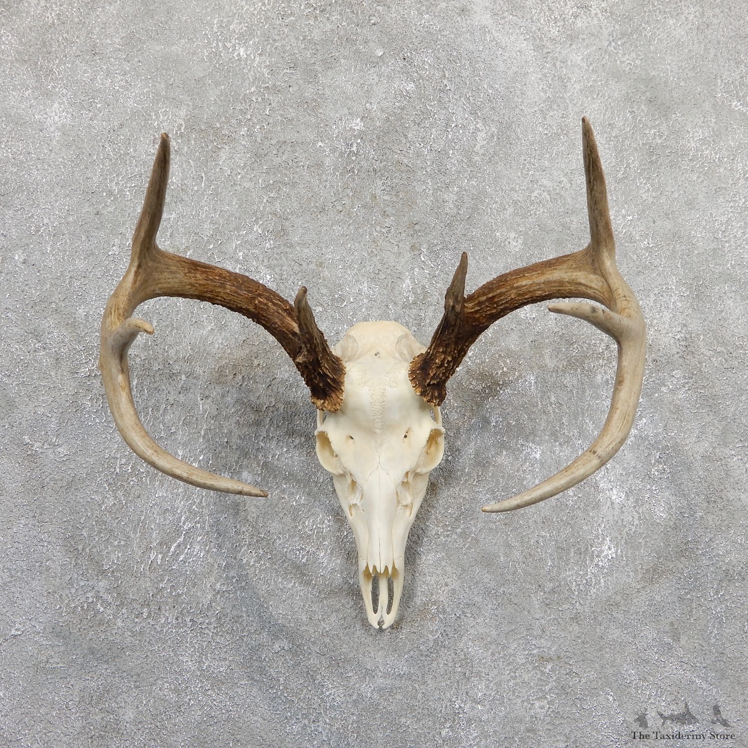 Whitetail Deer Skull European Mount For Sale #19660 @ The Taxidermy Store