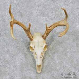 Whitetail Deer European Antler Skull Taxidermy Mount #12629 For Sale @ The Taxidermy Store