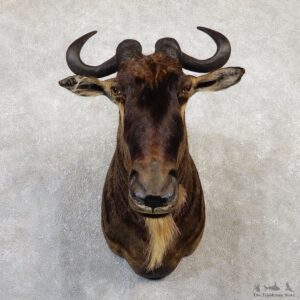 African White Bearded Gnu Wildebeest Shoulder Mount #20041 For Sale @ The Taxidermy Store