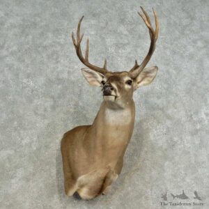 Whitetail Deer Shoulder Mount For Sale #16662 @ The Taxidermy Store