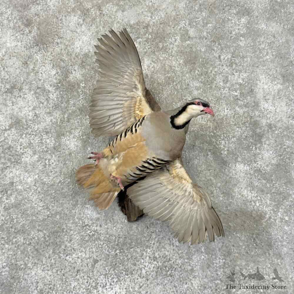 Chukar Partridge Life Size Mount For Sale #31994 @ The Taxidermy Store