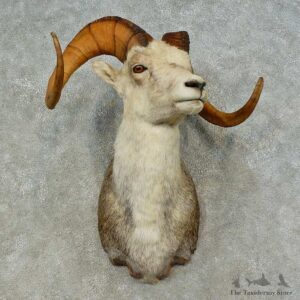 Stone Sheep Shoulder Mount For Sale #16462 @ The Taxidermy Store