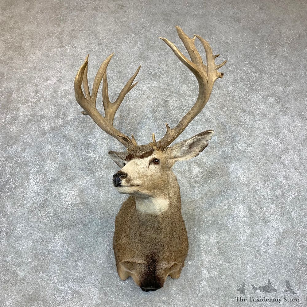 Mule Deer Shoulder Mount For Sale #22082 @ The Taxidermy Store