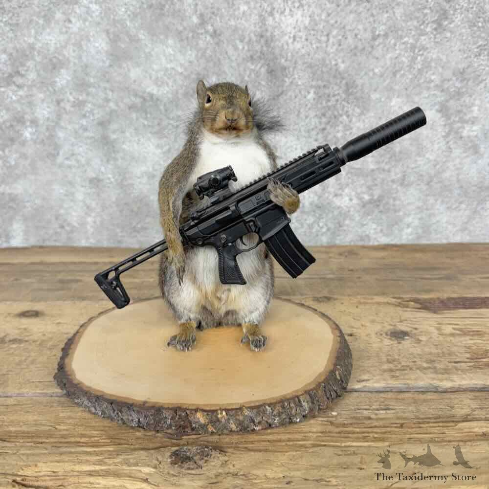 Novelty Grey Squirrel Mount For Sale #31604 @ The Taxidermy Store